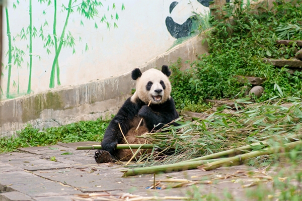 雅安雨城：秋天的熊猫生活是这样_fororder_熊猫在欢快的吃竹子-摄影--李毓涵