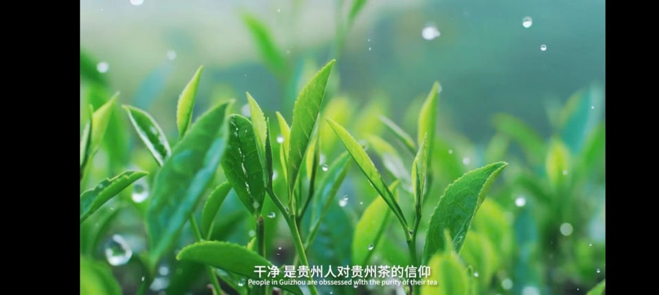 贵州绿茶中英双语宣传片新鲜出炉
