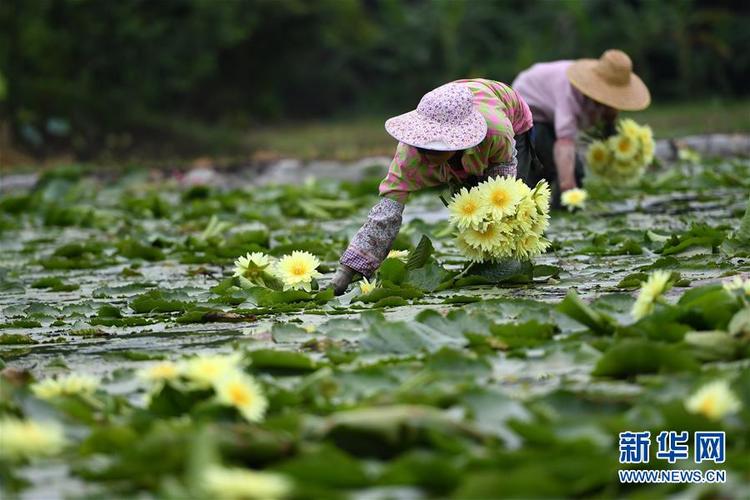 廣西柳州：九品香水蓮花採摘忙