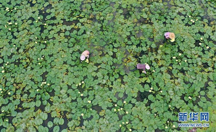 廣西柳州：九品香水蓮花採摘忙