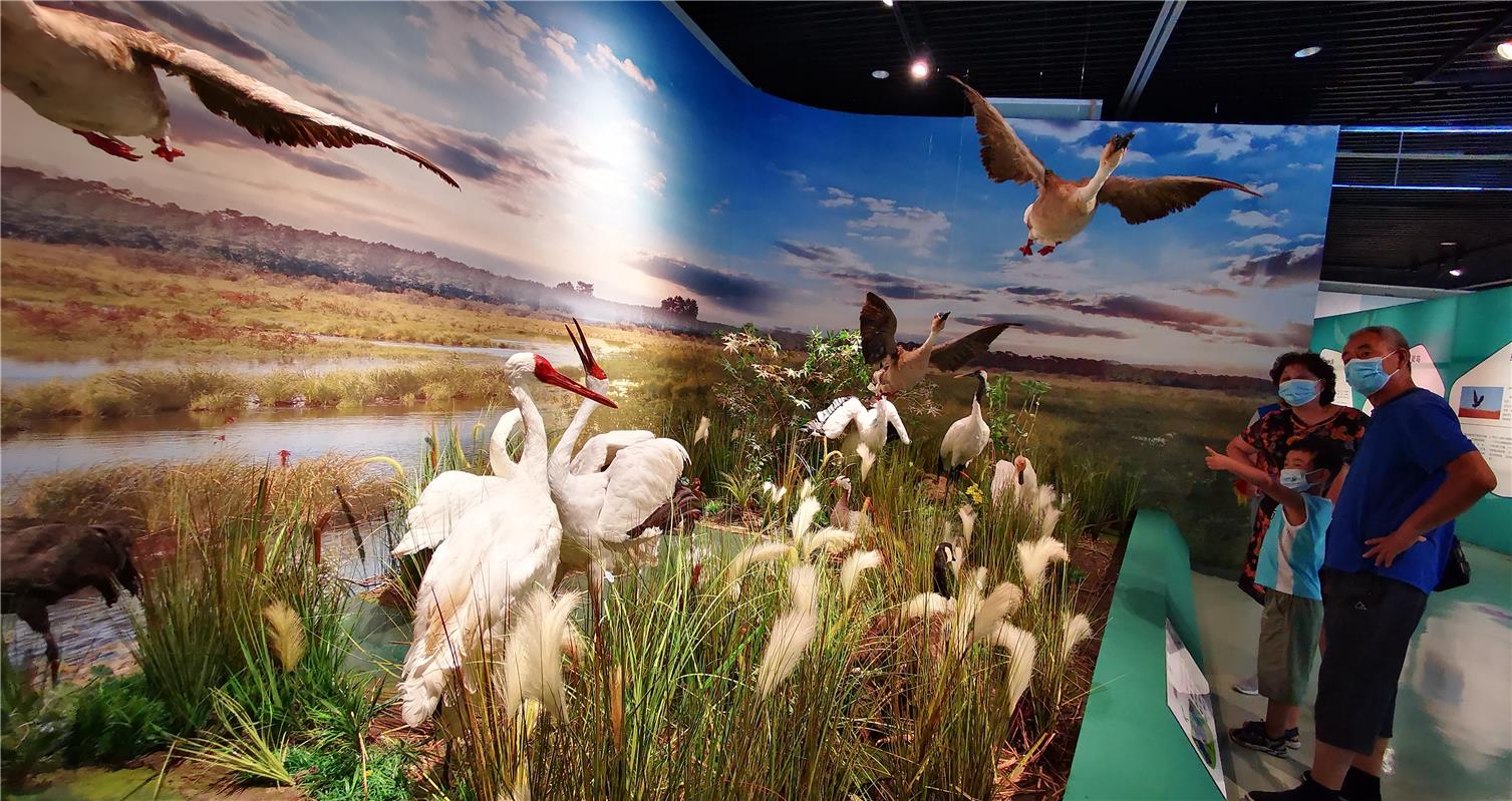 200余種珍奇鳥類標本亮相內蒙古自然博物館_fororder_5