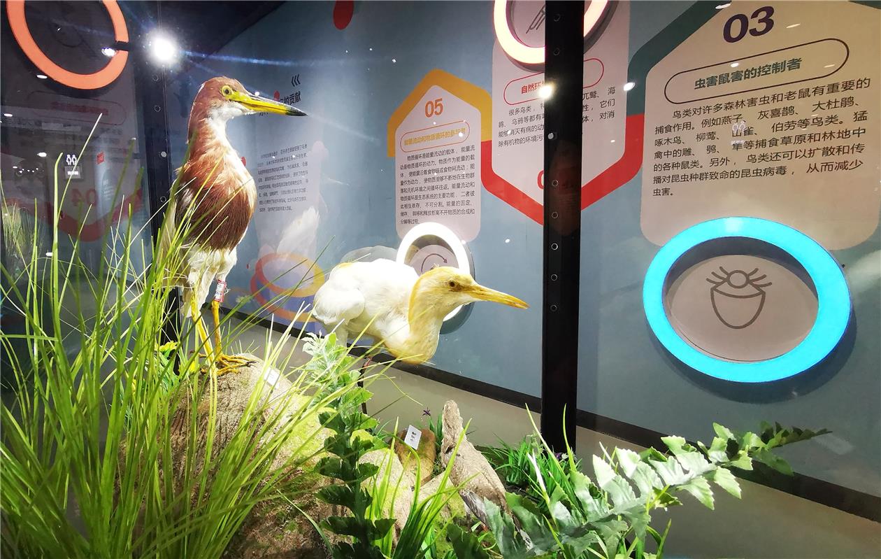 200余種珍奇鳥類標本亮相內蒙古自然博物館_fororder_14