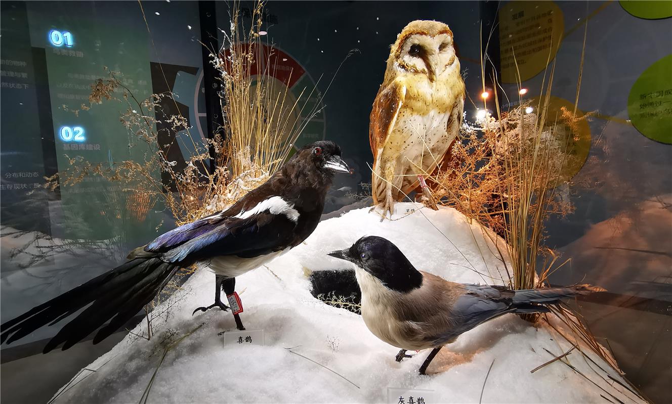 200余种珍奇鸟类标本亮相内蒙古自然博物馆_fororder_20
