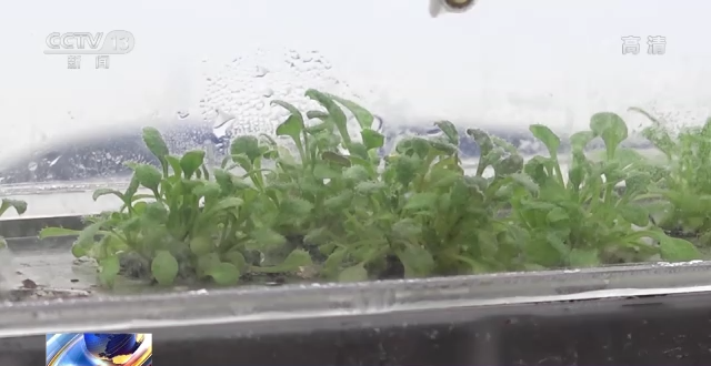 问天舱应用任务进展顺利 植物生长良好