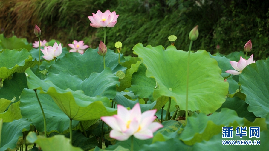 廣西桂林：荷美田園 山水畫卷