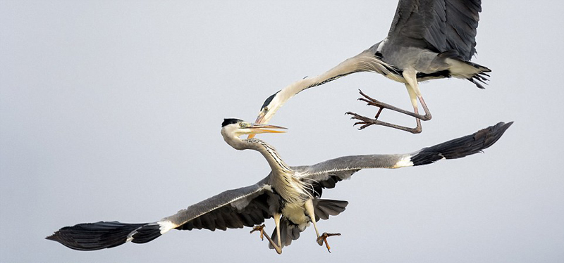 攝影師抓拍兩隻蒼鷺空中搶食罕見瞬間