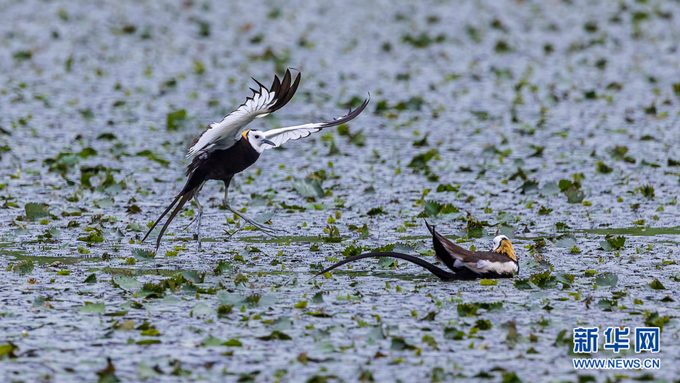 武汉江夏潴洋海湿地公园：候鸟翔集生态美