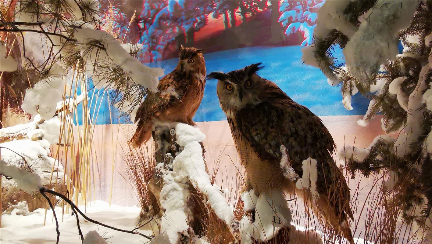 200余種珍奇鳥類標本亮相內蒙古自然博物館_fororder_19