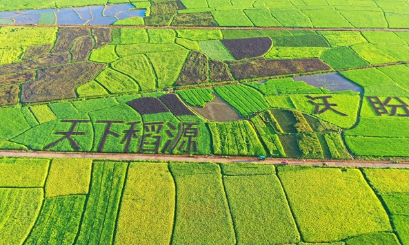 Du riz coloré, témoin de la revitalisation rurale de la Chine_fororder_图片4