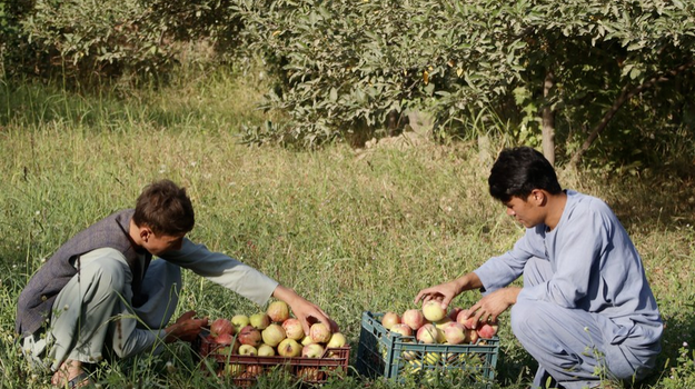 Apple Harvest Season in Afghanistan