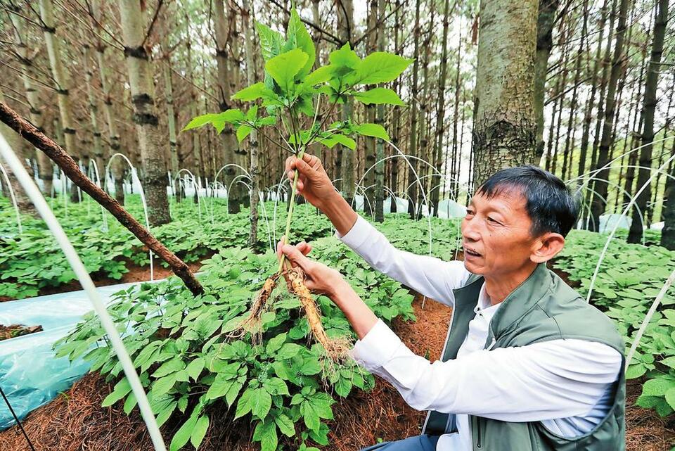 昆明将培育10个超亿元中药材单品_fororder_8e