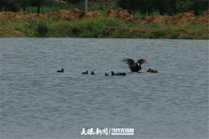 毕节草海：生态环境好 处处闻啼鸟