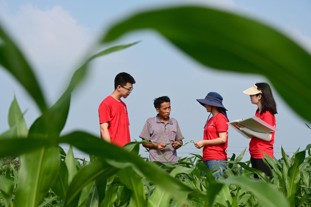 河北邯鄲：抓好秋糧生産管理保豐收