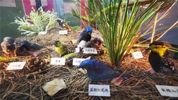 200余种珍奇鸟类标本亮相内蒙古自然博物馆