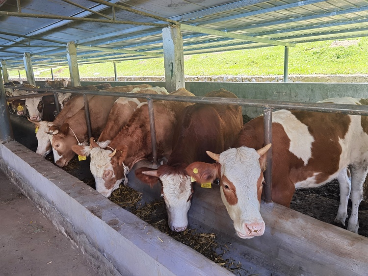毕节威宁秀水：发展牛产业 日子越过越“牛”