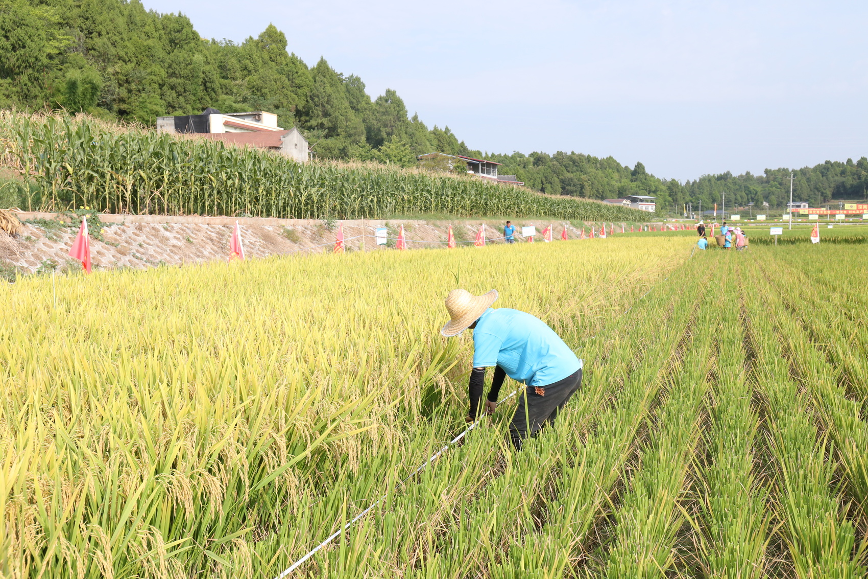 （转载）川北地区也能种植再生稻！绵阳三台水稻亩产破800公斤