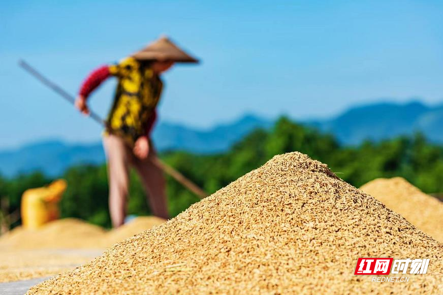 湖南东安：晒粮忙