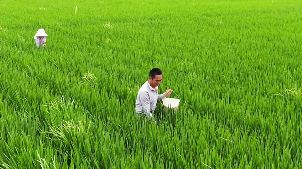 凉山德昌:全力以赴攻关第三杂交水稻高产_fororder_农户在田间施肥