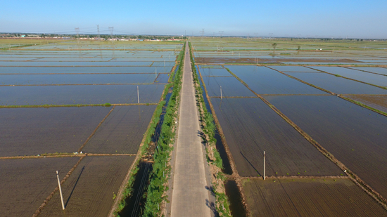 河北樂亭：“四好農村路”為鄉村振興賦能提速