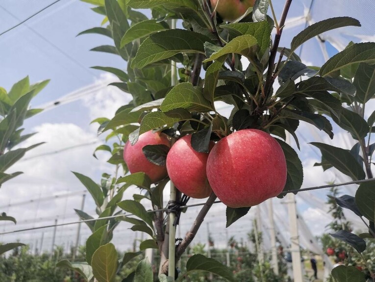 看临港新发展 “新农人”为乡村产业振兴插上“科技翅膀”