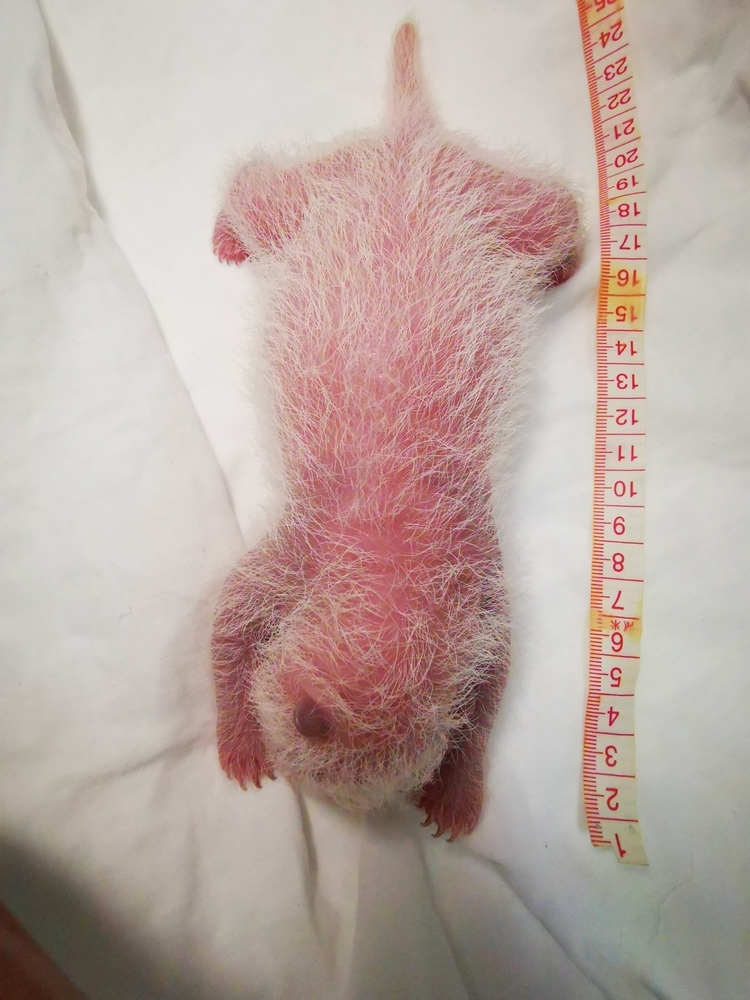 （转载）270.4克！全球最重圈养大熊猫宝宝诞生