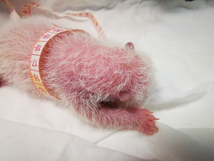 （转载）270.4克！全球最重圈养大熊猫宝宝诞生