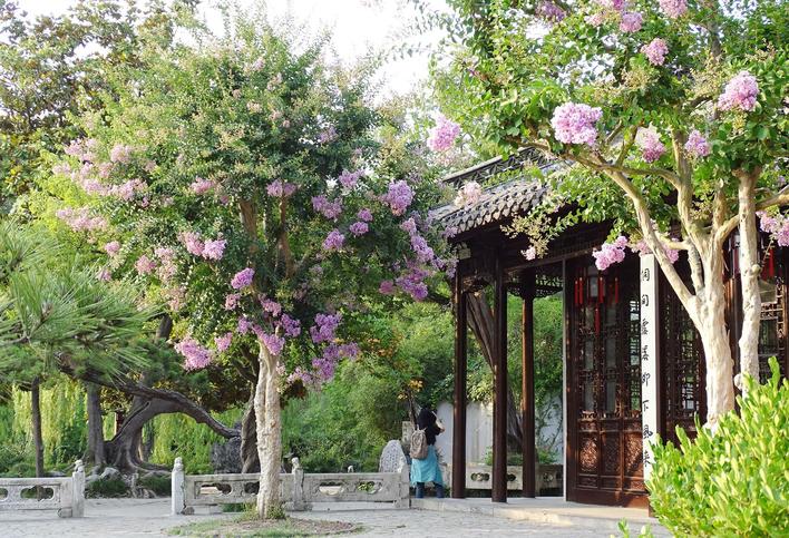 赏花正当时 “吉祥树”紫薇在扬州城区栽种超10万株