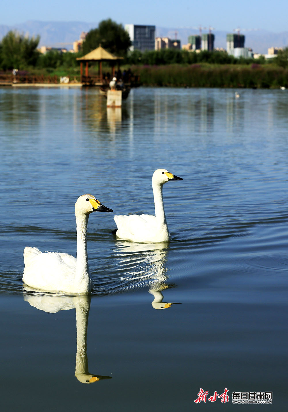 【生態】張掖國家濕地公園：飛鳥湖中弄清波 彩蝶花枝舞倩影_fororder_4