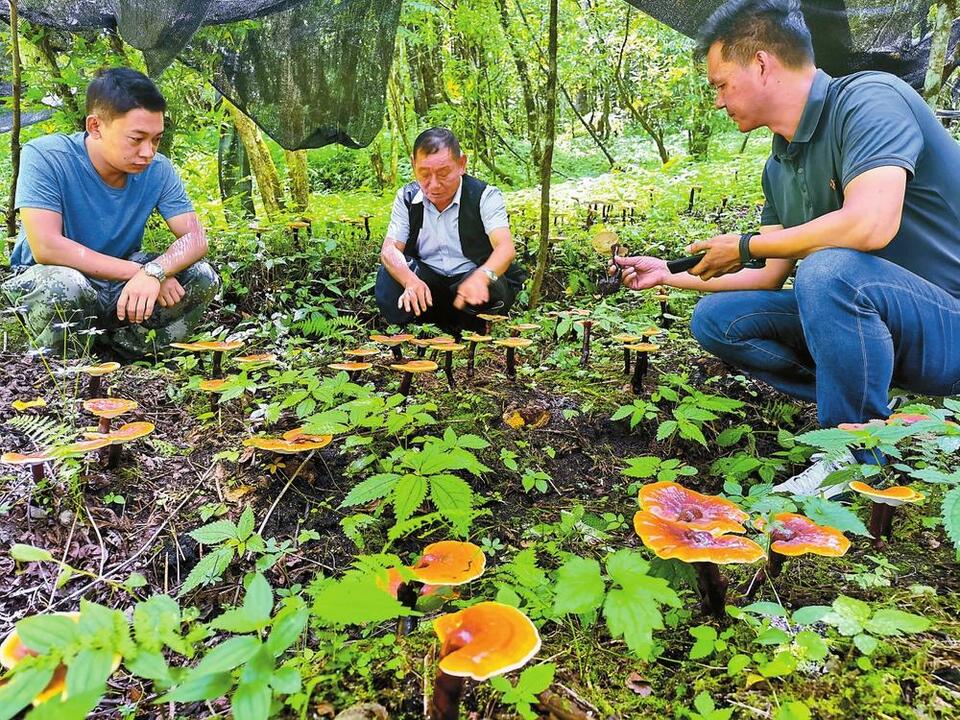 怒江贡山：小灵芝绽开致富花_fororder_62