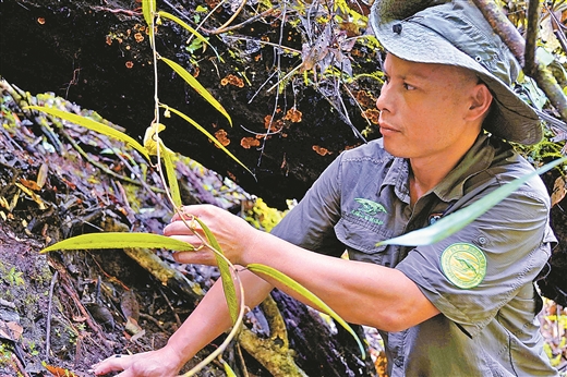 广西大瑶山发现植物新种