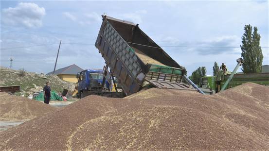 新疆尼勒克县：黑小麦种出新希望