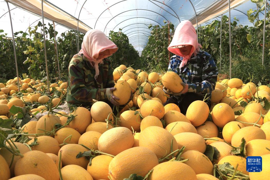 全国各地秋收忙_fororder_6