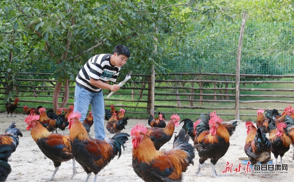 陇南成县“鸡司令”把农场“搬”到了线上_fororder_2