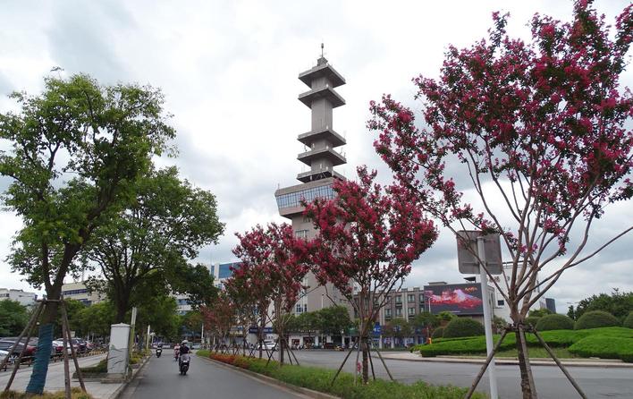 賞花正當時 “吉祥樹”紫薇在揚州城區栽種超10萬株