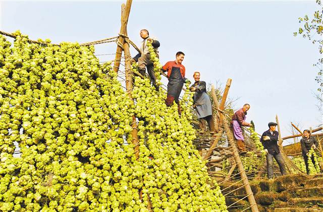 【焦點圖】一碟榨菜托起百年産業