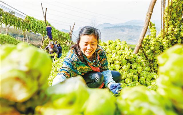 【焦點圖】一碟榨菜托起百年産業