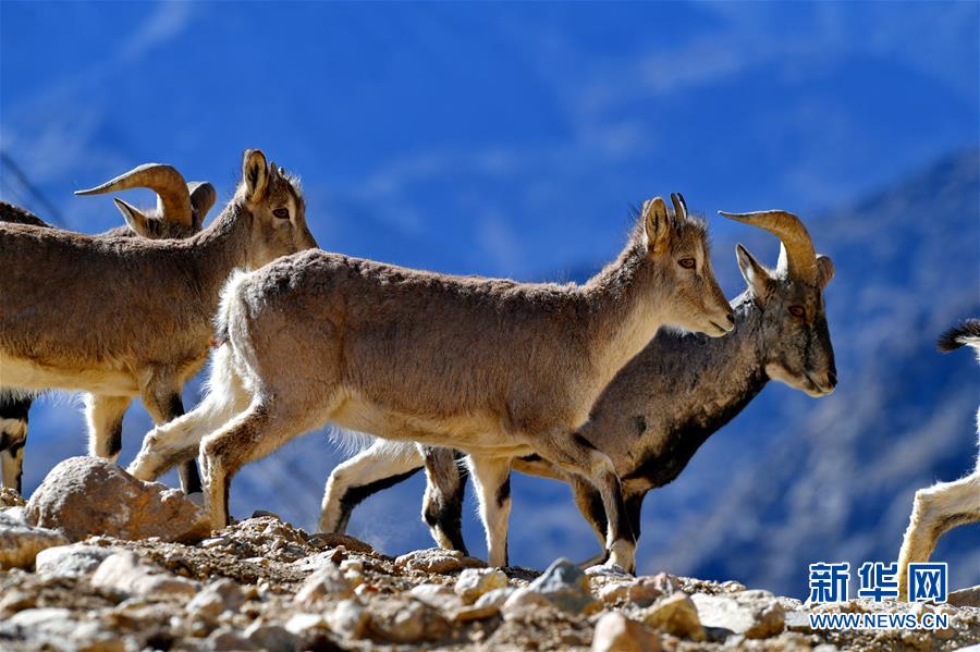 珠峰保護區：野生動物的棲息樂園