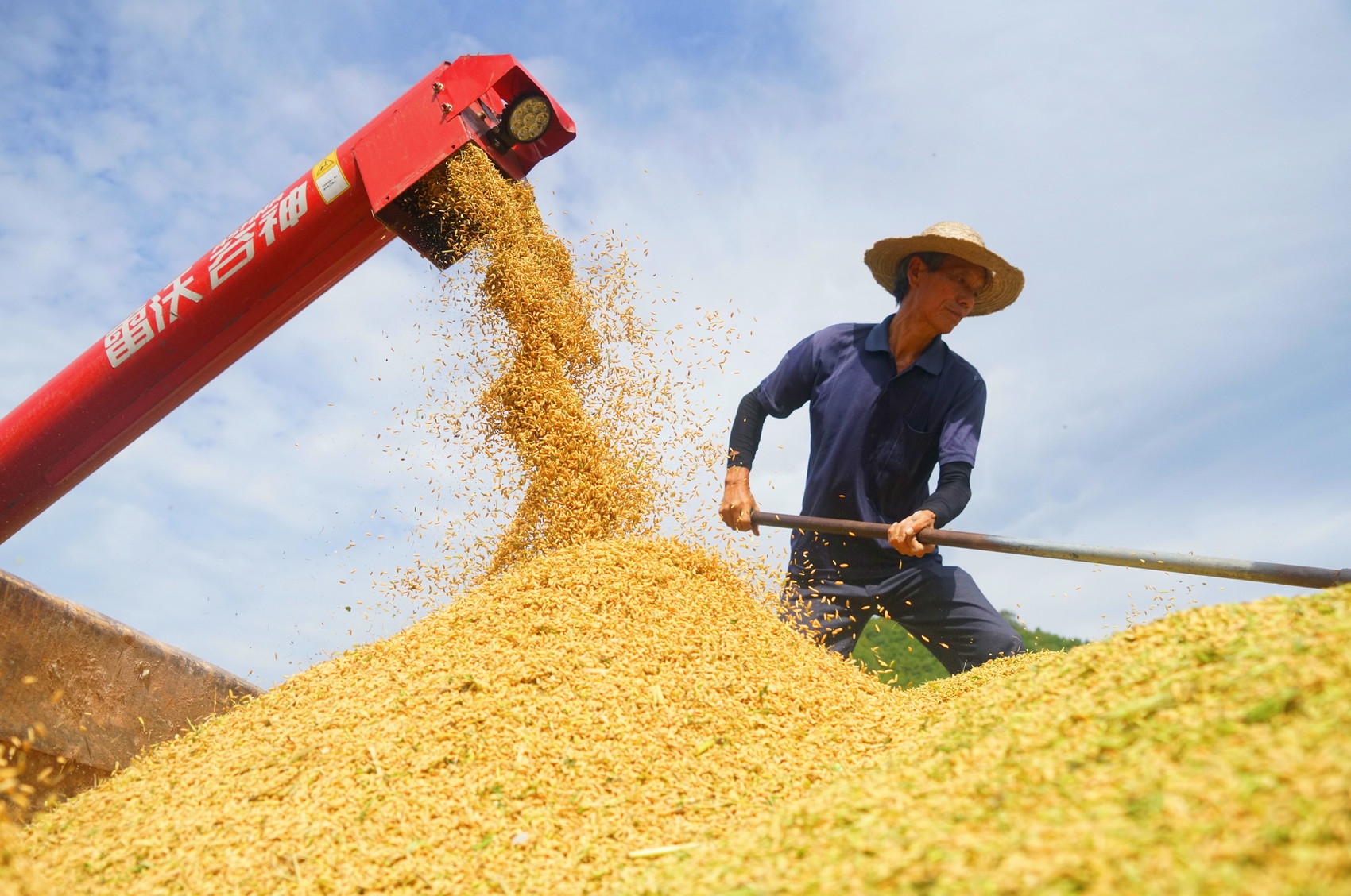 （转载）单株1.8米高！西充试种巨型稻亩产达650公斤