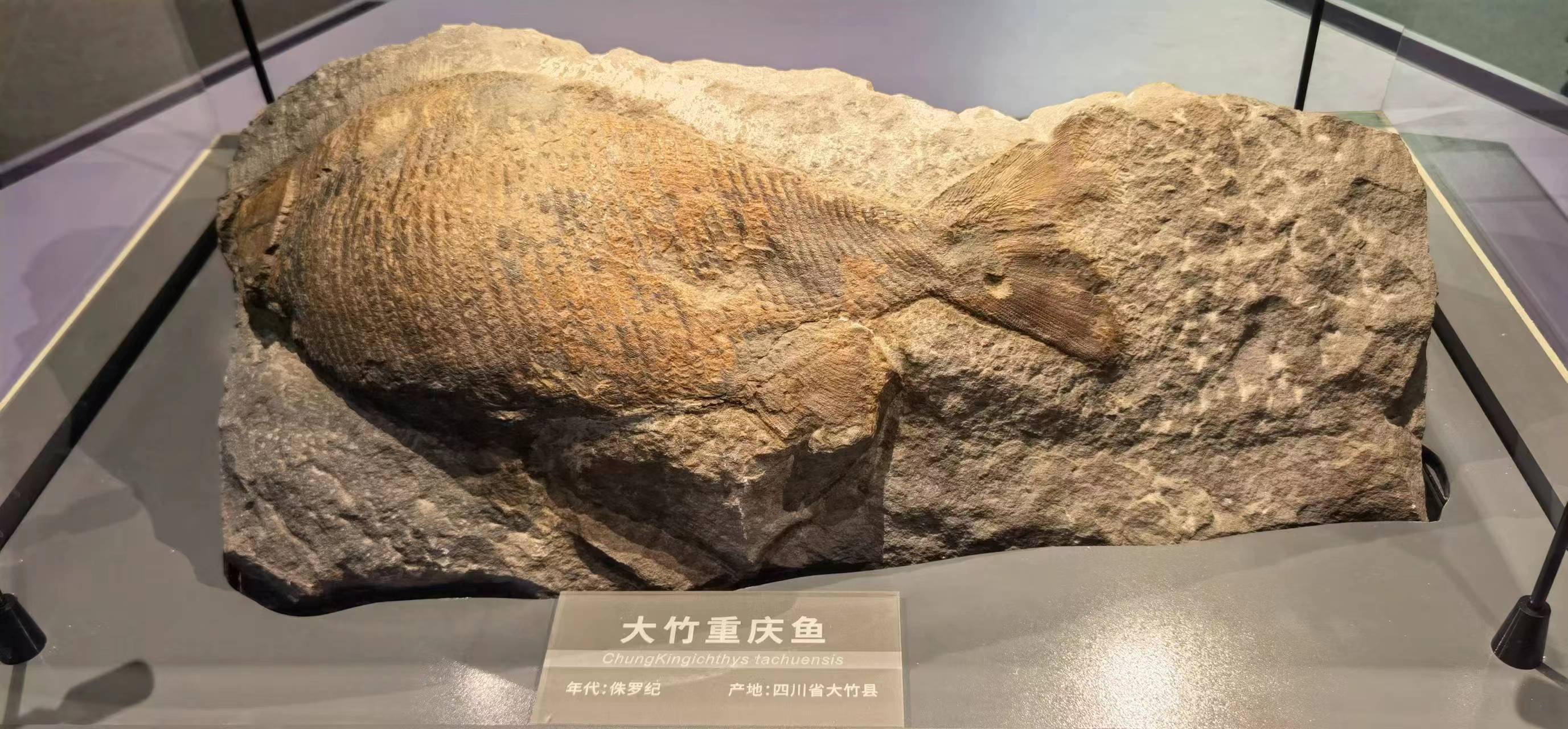 （转载）可以看恐龙化石的成都自然博物馆快要开馆啦