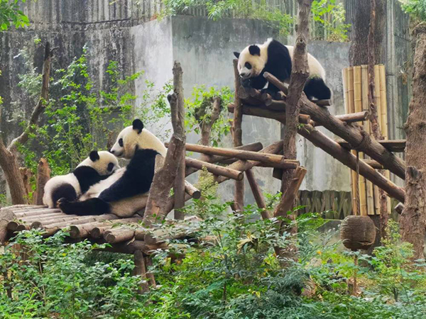 别担心！静下来的斧头山 大熊猫依旧幸福_fororder_熊猫基地的大熊猫们依旧幸福地生活着-供图-成都大熊猫繁育研究基地
