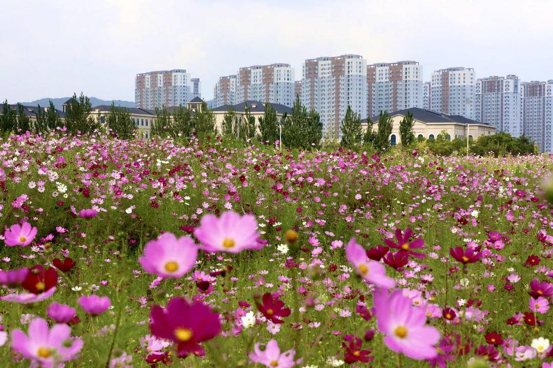 鞍山：格桑花海醉游人