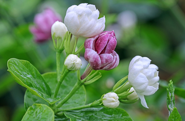 廣西橫州：一朵花成就一座城