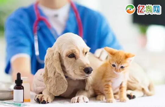 中国时尚电商网这代年轻人热衷养猫溜狗宠物市场发展火爆