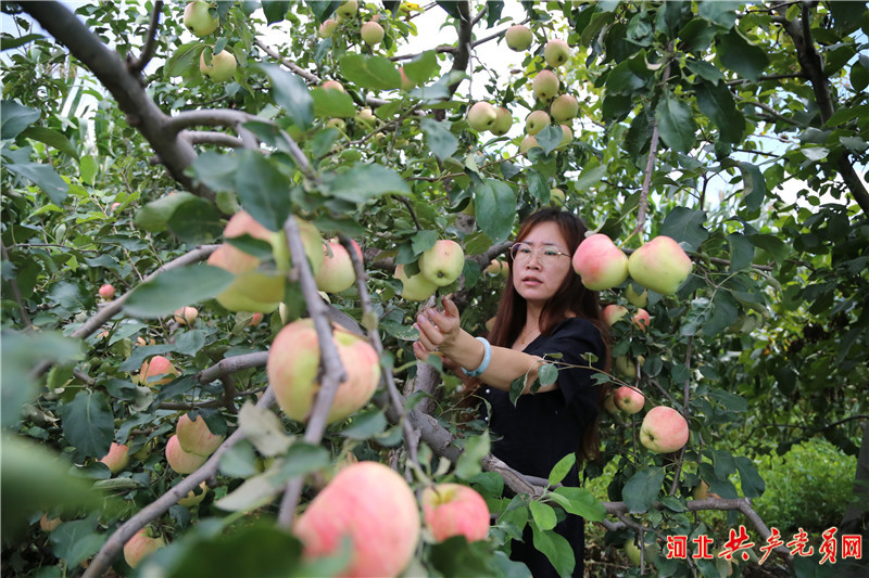 河北遷安：水果獲豐收 果農笑開顏