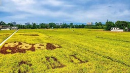 成都温江田园呈现一幅美丽的稻谷丰收画卷