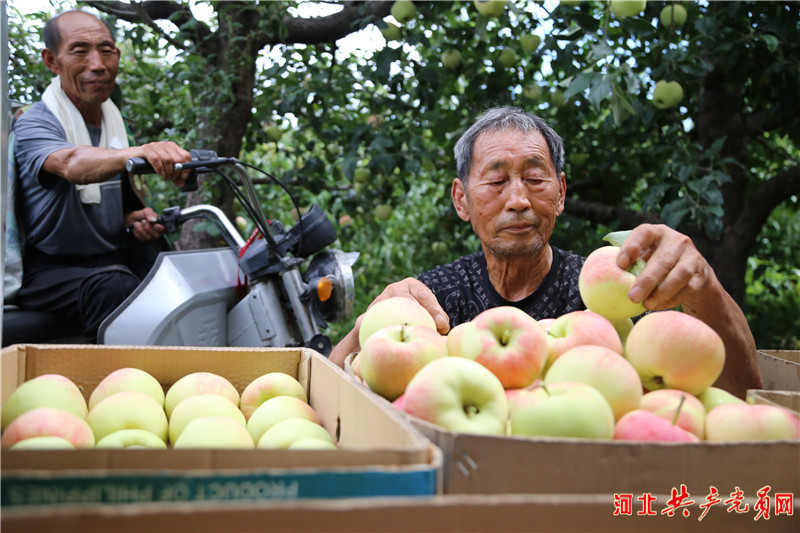 河北遷安：水果獲豐收 果農笑開顏