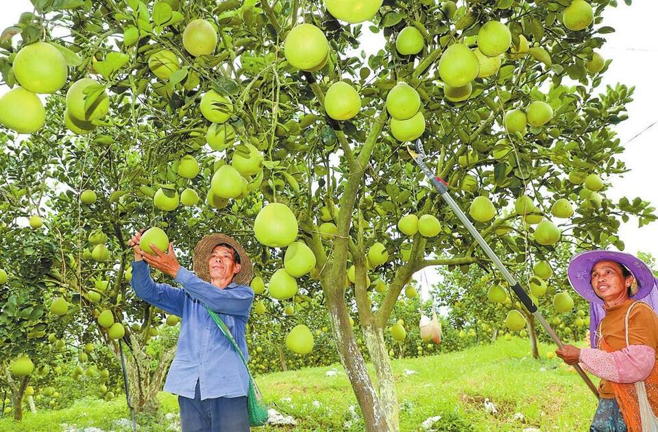 西双版纳景洪：做好“五篇文章” 交出优异答卷_fororder_7a