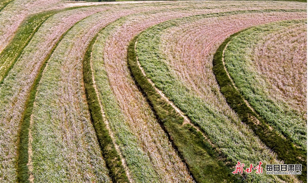 【慶陽】慶陽：蕎麥花“開”出環縣豐收景_fororder_4