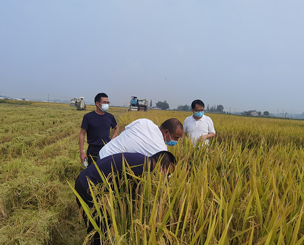 成都平原水稻迎丰收 邛崃示范园区亩产达708.8公斤_fororder_水稻收割现场-供图-邛崃市委宣传部1