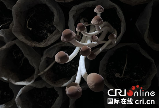 【乡村振兴看河南】濮阳市范县：发展特色富民产业 为乡村振兴注入活水_fororder_3